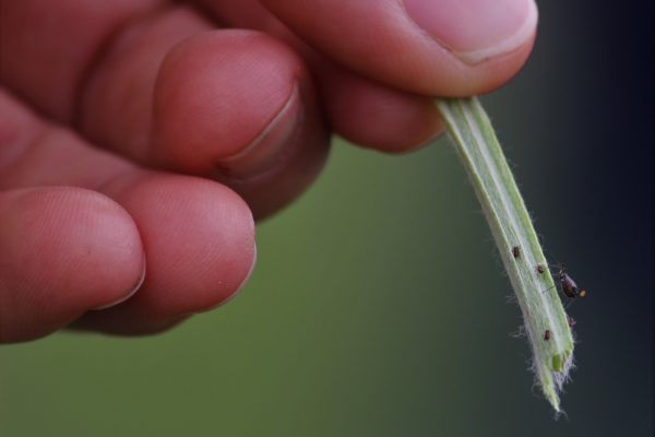 La agroecología como alternativa real a los agrotóxicos