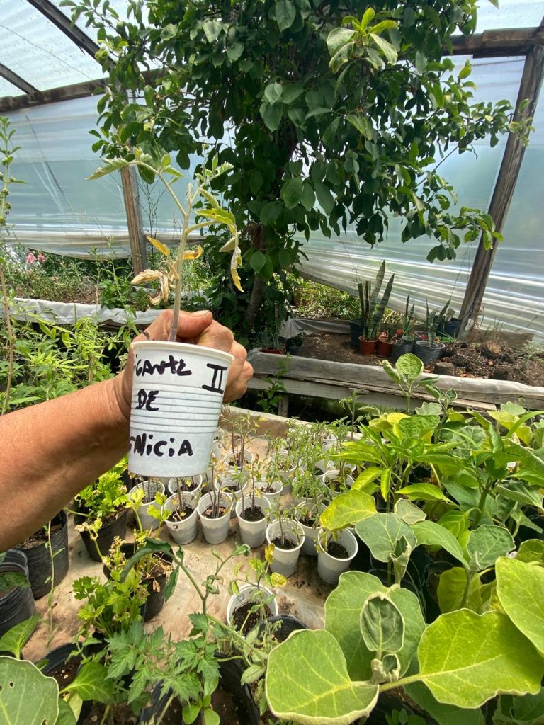 Evaluación colaborativa de Tomates Criollos, vinculación con Minka