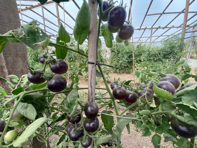 Evaluación colaborativa de tomates criollos, visita a Julia 2025