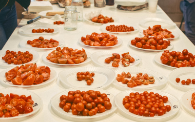 Cómo el sabor del tomate se echó a perder (y siguió empeorando)